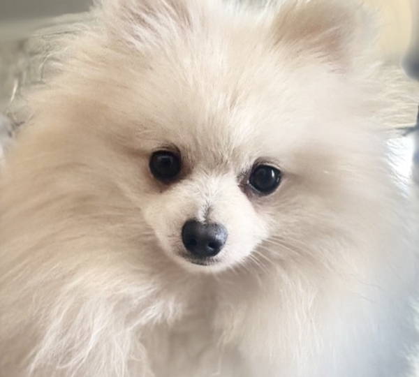 Teddy
