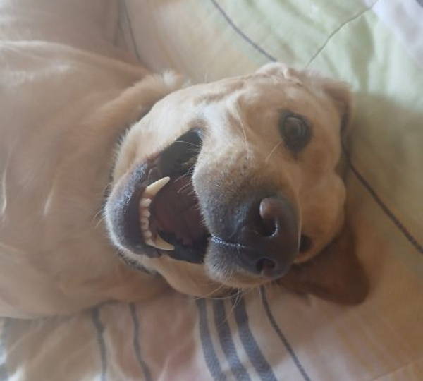 Chase