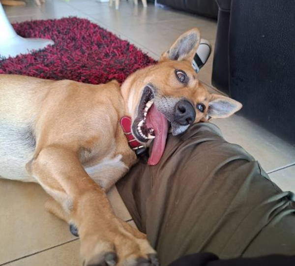 Tobi