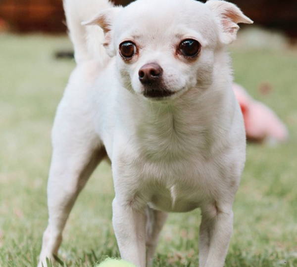 Gugu