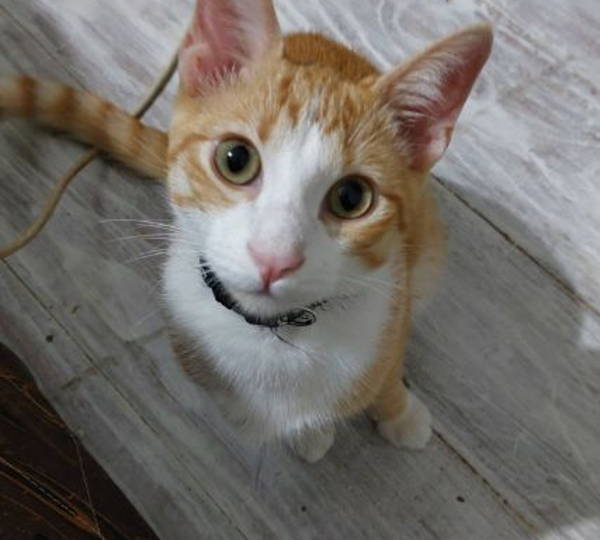 Gizmo
