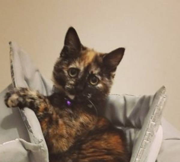 Nova
