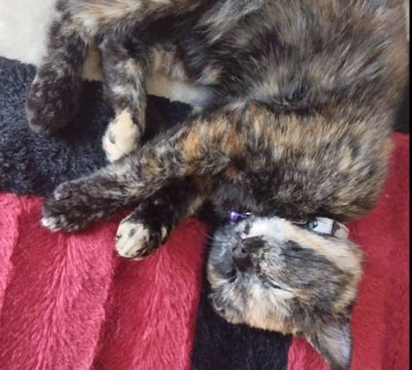 Nova