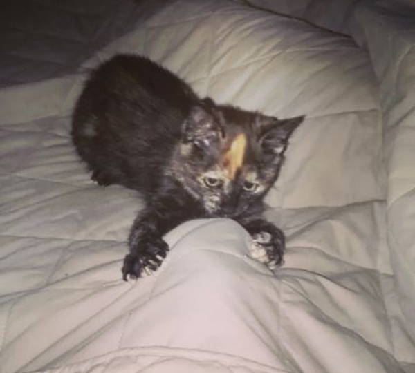 Nova