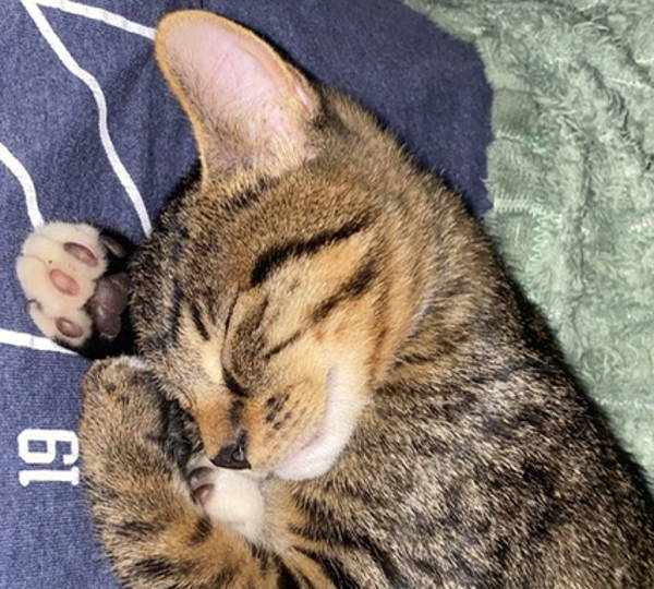 Astro