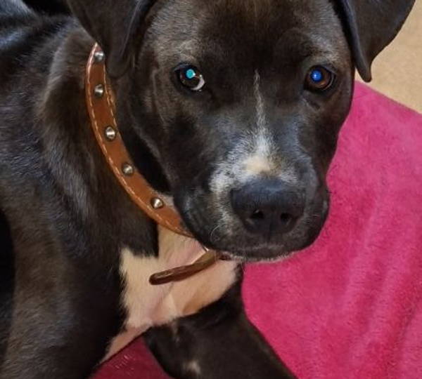 Simba