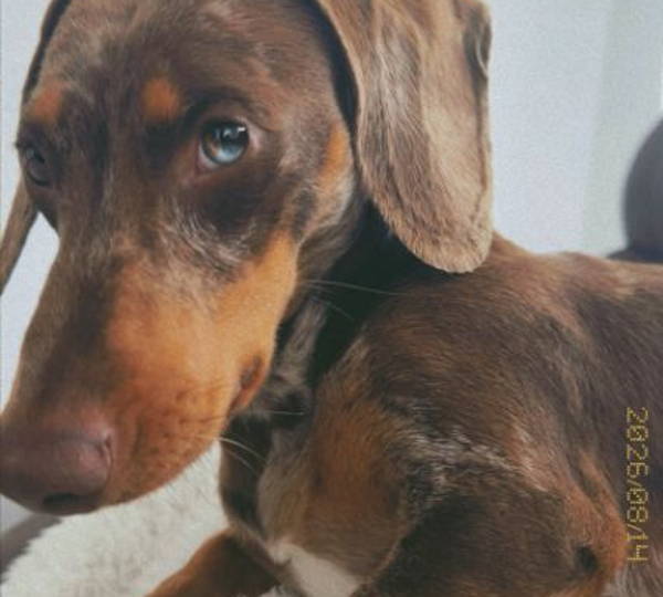 Buddy