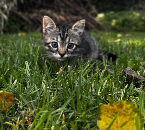 Tigger