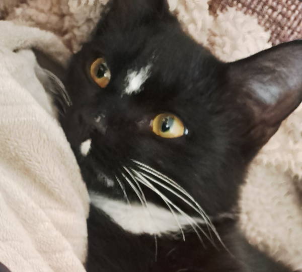 Oreo