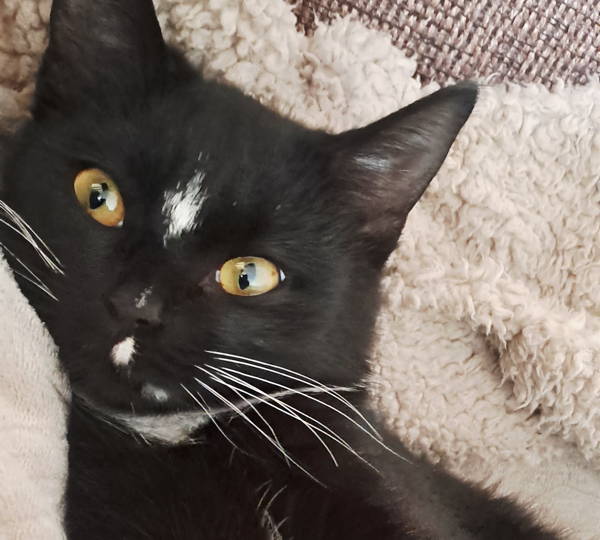Oreo