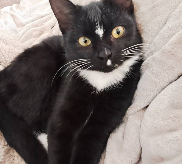 Oreo