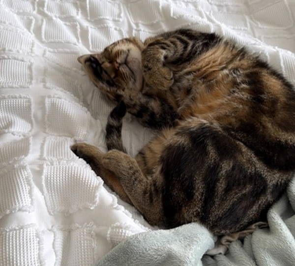 Kat