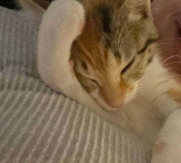 Maizy