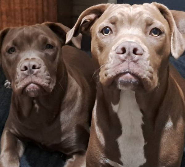Coco & Lola