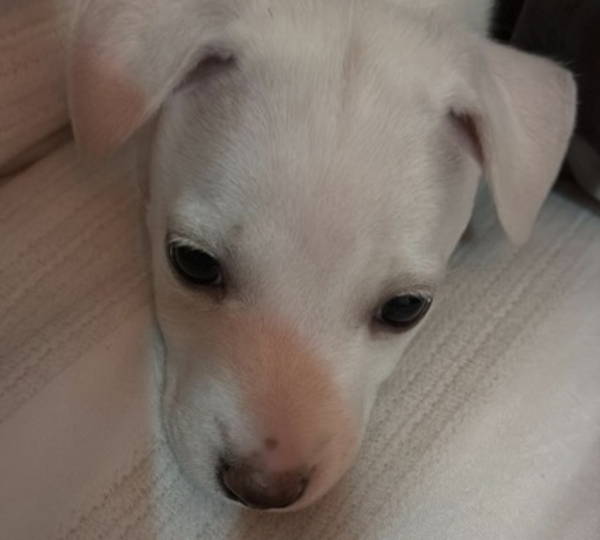 Yuki