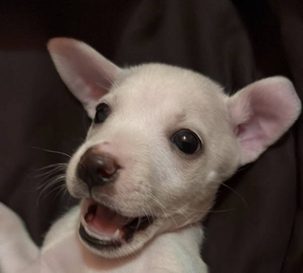 Yuki