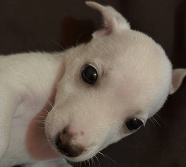 Yuki