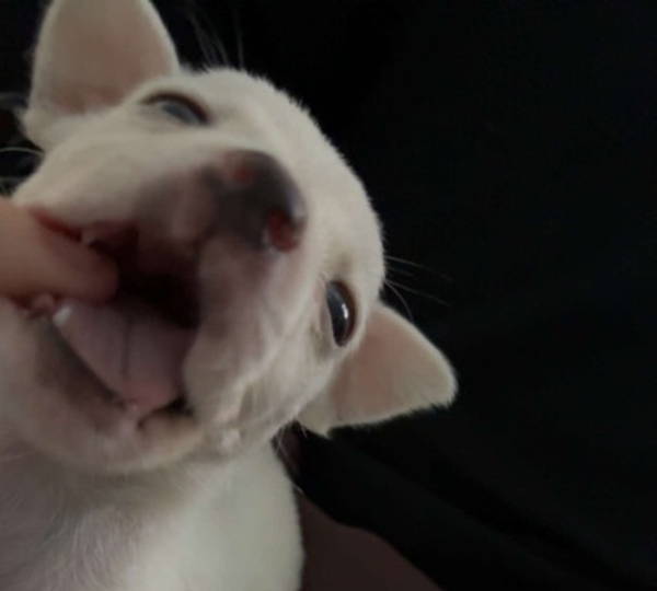 Yuki