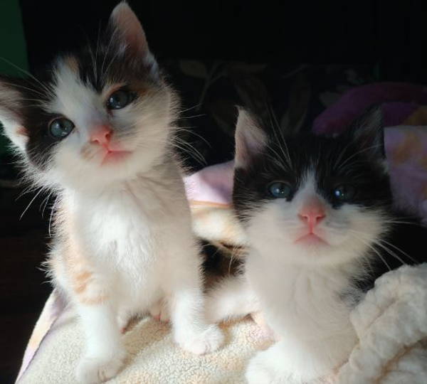 Molly & Worsie