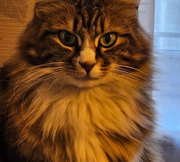 Mousie