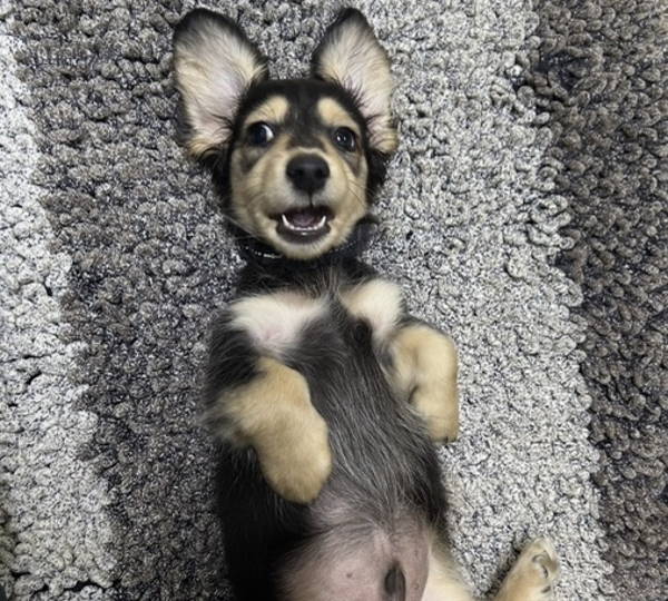 Peanut