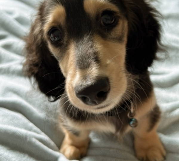 Peanut