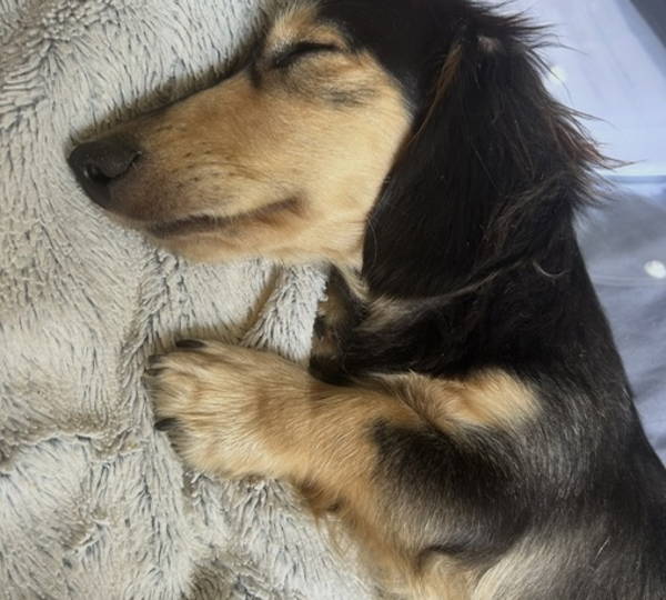 Peanut