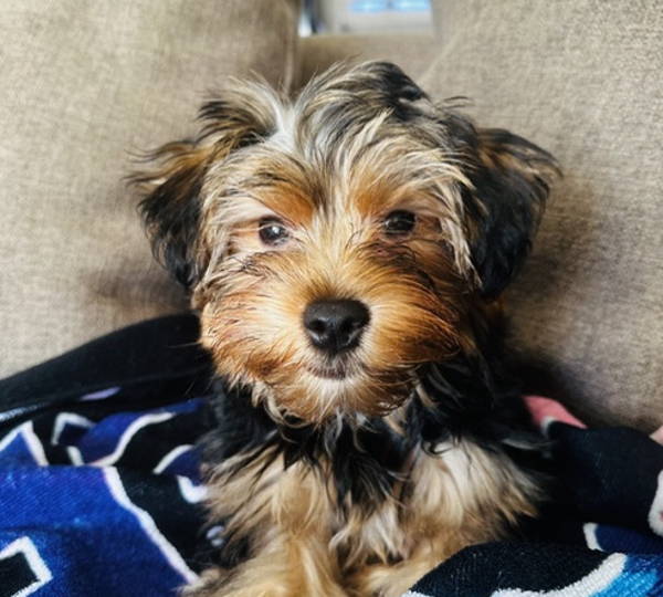 Coco
