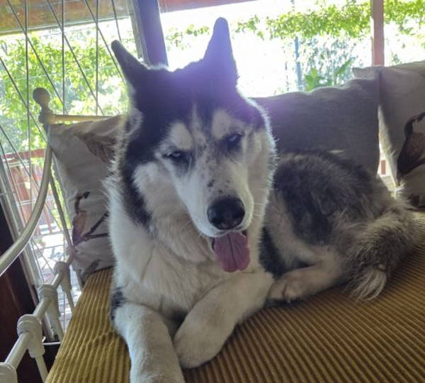 Miska