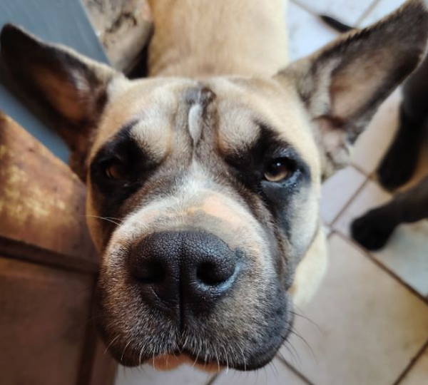 Hazel