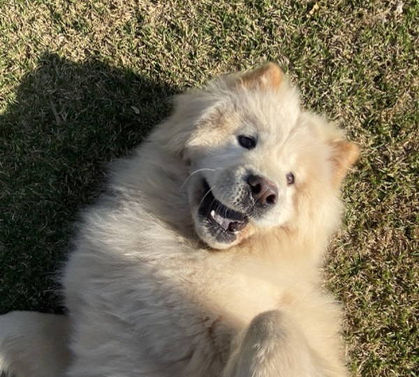 Kai