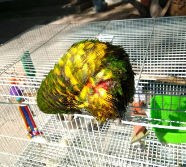 Rio Lorikeet