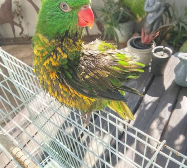 Rio Lorikeet