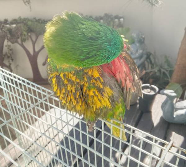 Rio Lorikeet