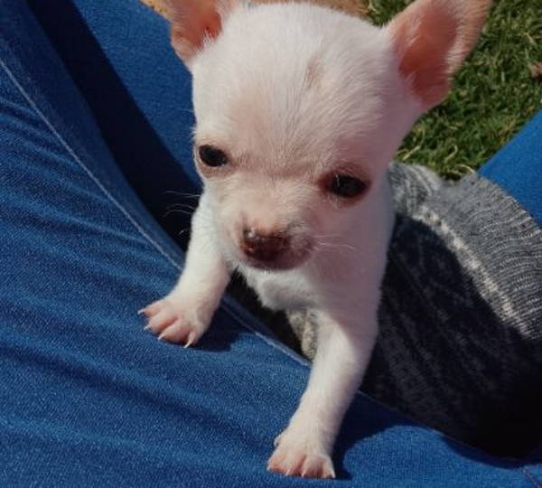 Tobi
