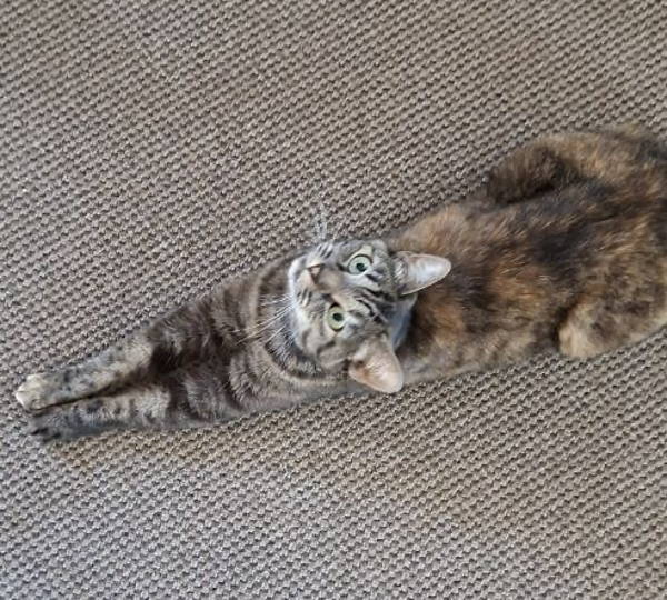 Mimi