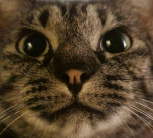 Mimi