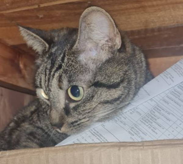 Mimi