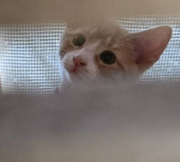 Django