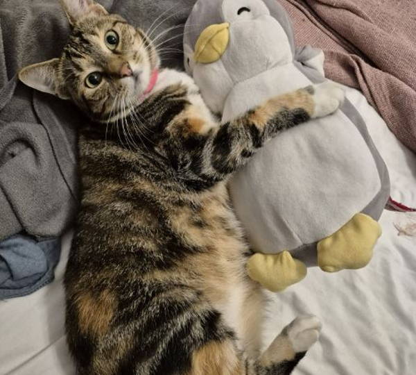 Willow