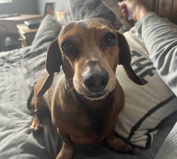 Brandy