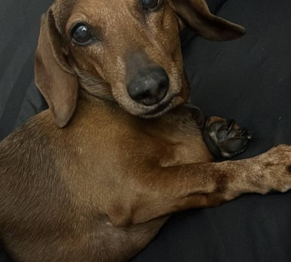 Brandy