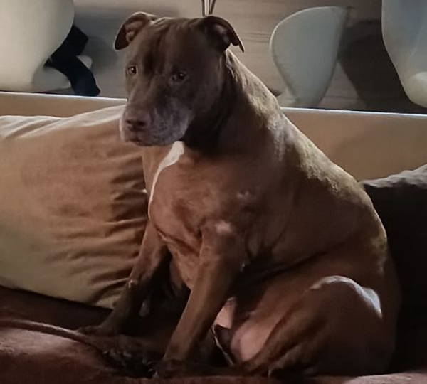 Thor & Milo