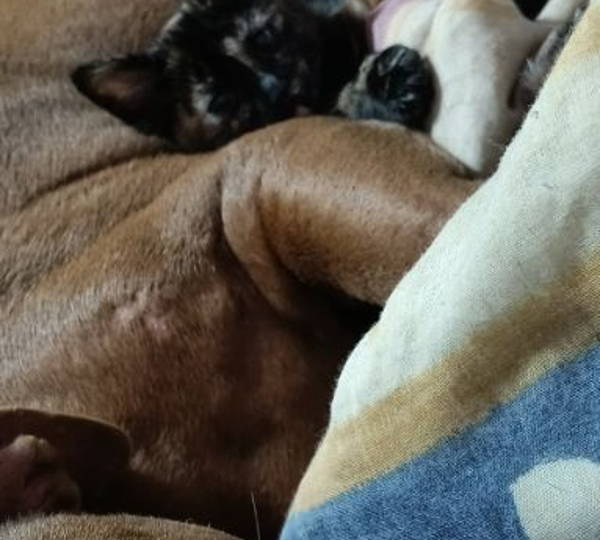 Thor & Milo