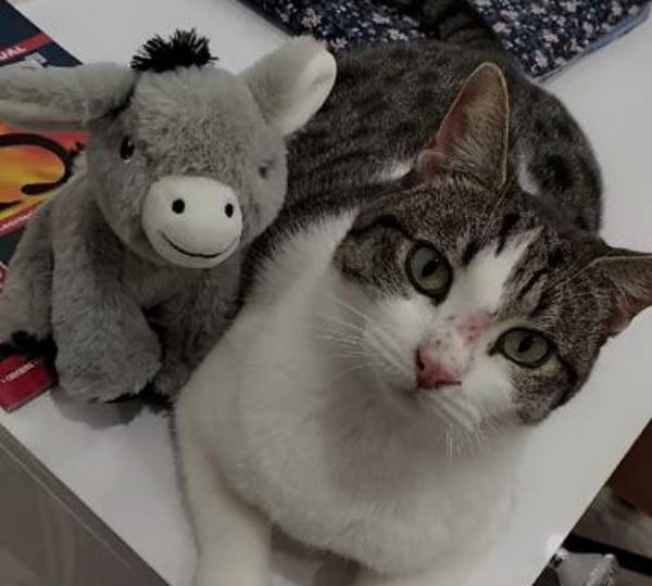 Pebbles