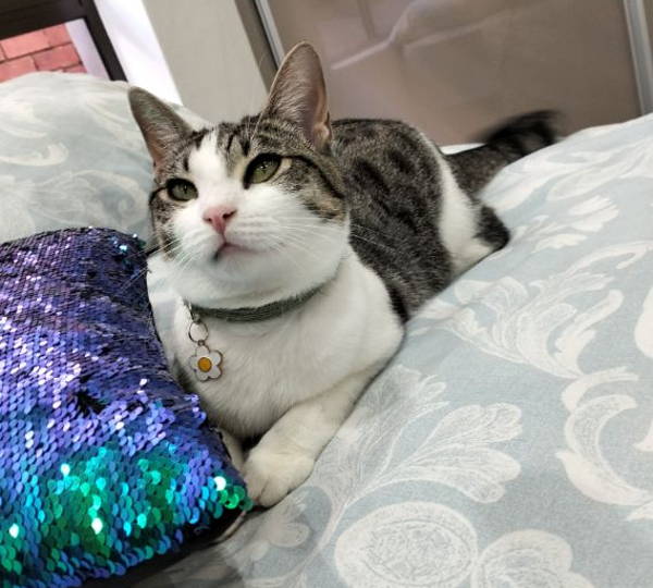 Pebbles