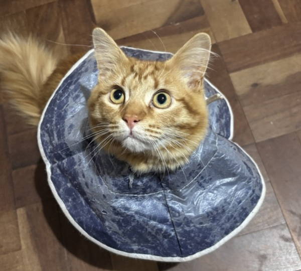 Dexter