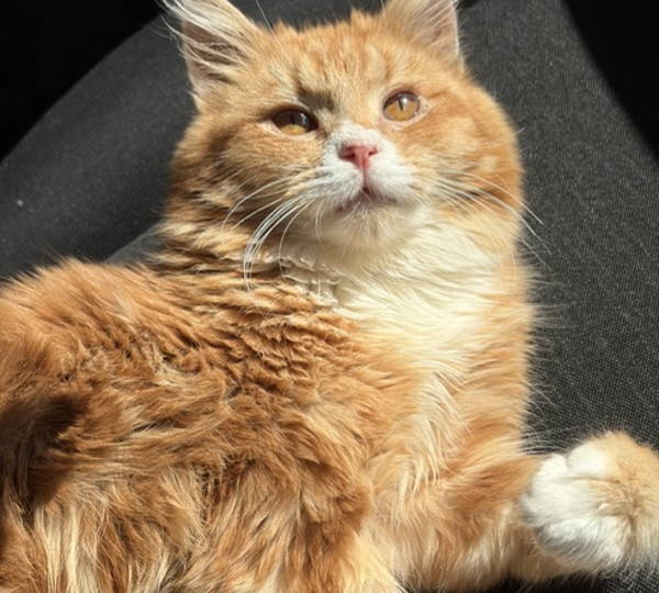 Leo