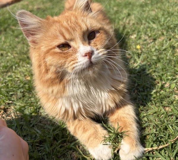Leo
