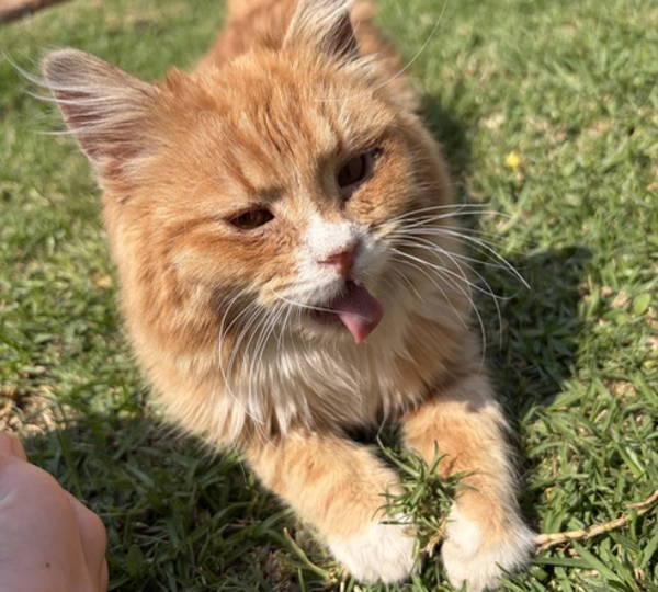 Leo